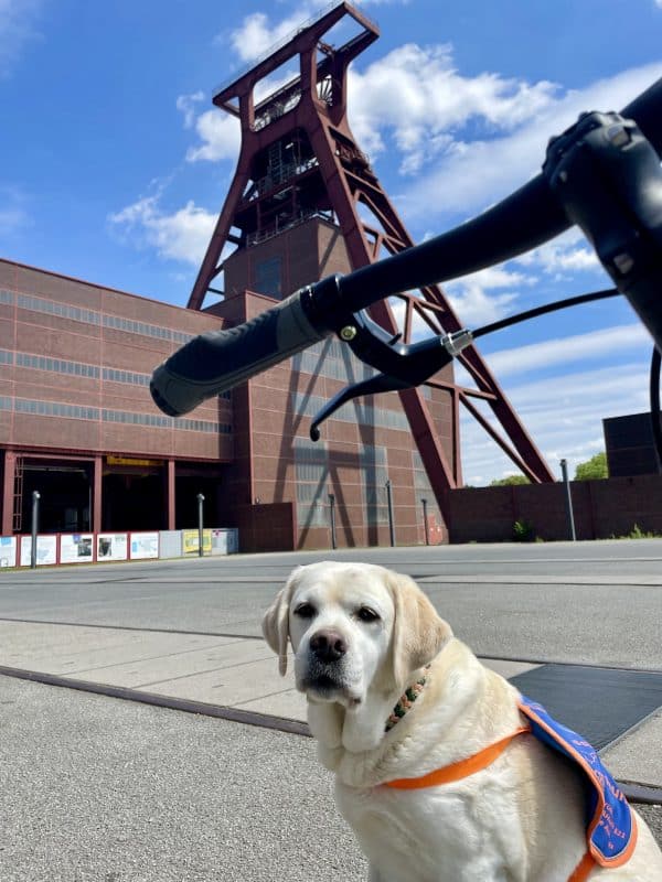 Ein gelber Assistenzhund mit blauer Kenndecke wartet. Im Hintergrund erhebt dich der riesige Förderturm