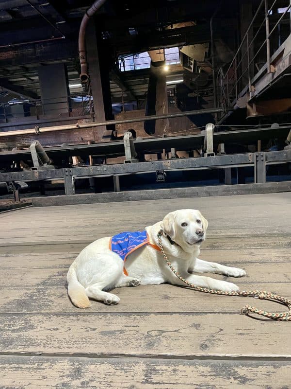 Ein gelber Labrador mit Kenndecke liegt im Platz. Im Hintergrund sieht man eine alte Verladerampe für Steinkohle