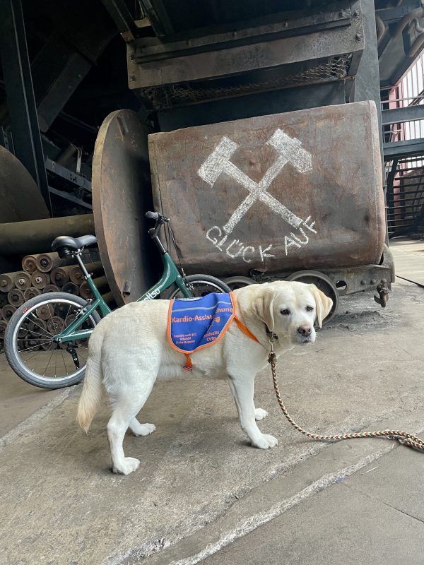 In the background is a wagon with a wheel leaning against it and in the foreground is a yellow Labrador with a blanket looking into the camera