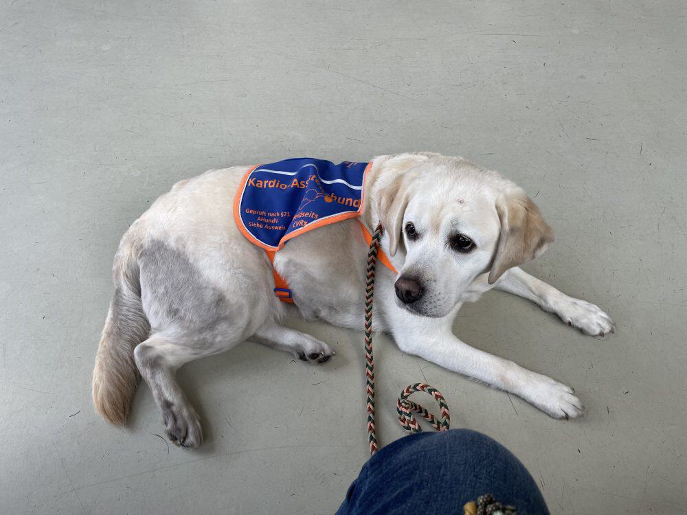 The once yellow Labrador with a distinctive coat has the rear third of its body covered in coal dust