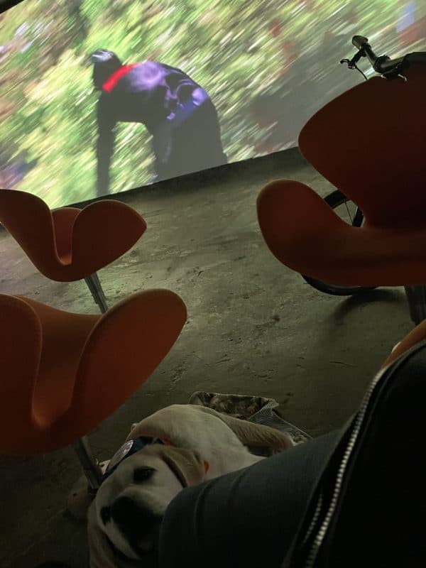 In the background you can see a curved screen that goes in a circle around the audience.
In front of it are club chairs.
In the foreground you can see a leg and an assistance dog resting its head on the leg and looking at the person.  