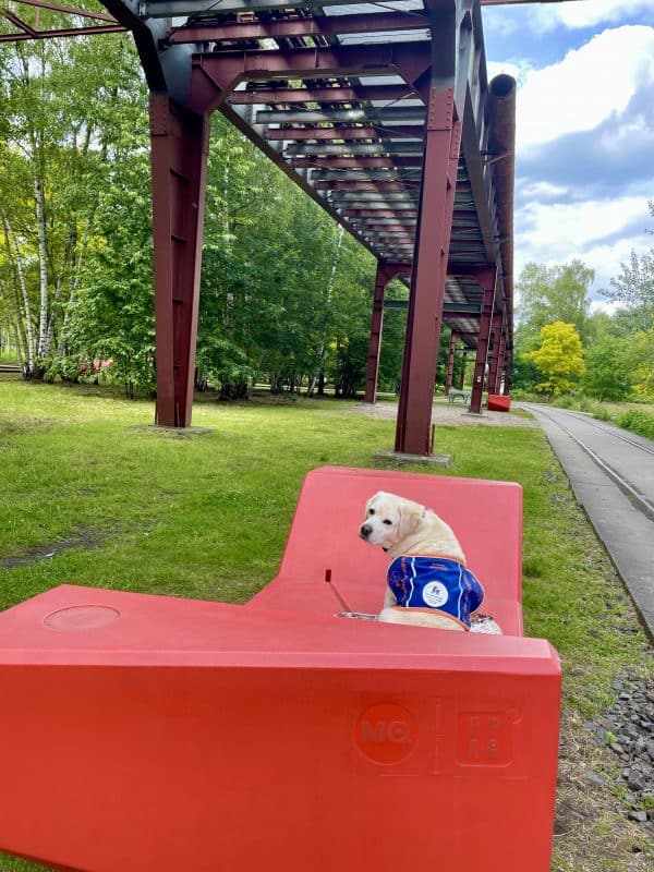 At first glance, it looks like a beautiful park, with lots of greenery and a large tub-like park bench on which an assistance dog is lying, but turns to face the camera.
To the right of it, you can see old rails and parts of an industrial monument above. 