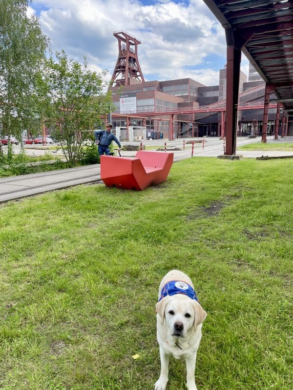 Im Hintergrund ist die Zeche mit dem Förderturm zu sehen. In der Mitte viel Grün und einen spezielle, wannenartige Bank. Am vorderen Bildrand steht ein gelber Labrador mit Kenndecke.