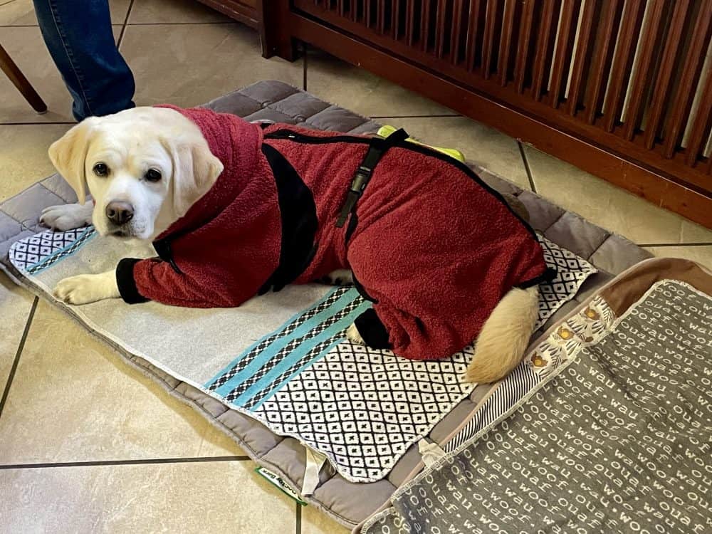 Ein gelber Labrador liegt im langen Bademantel auf einer Decke. Er wurde offenbar frisch geduscht.