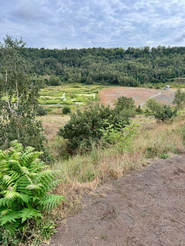 Ein Blick von halber Höhe hinab in die Messelgrube. Es sieht aus, wie ein gigantisches Becken, das mit etwas Vegetation überzogen ist. Vereinzelt sieht man Wasser.