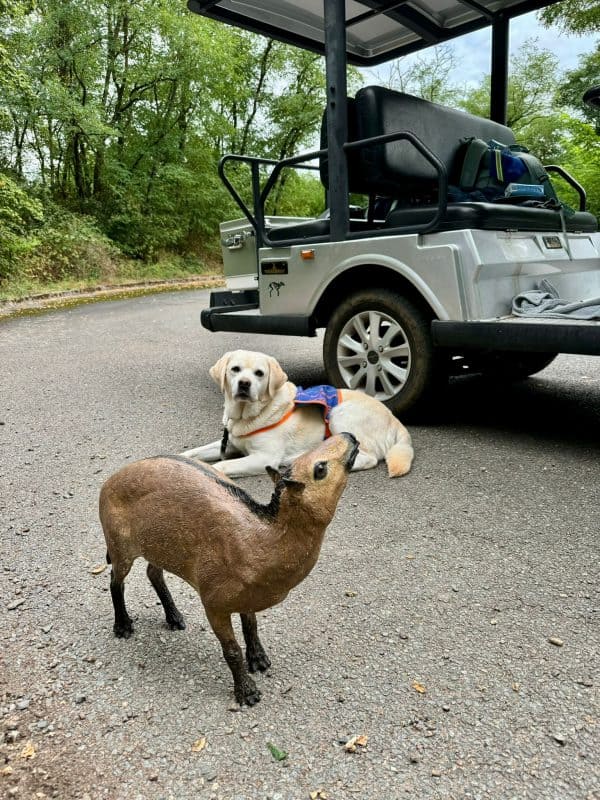 Der Assistenzhund liegt im Hintergrund am stehenden Welterbeexpress. Im Vordergrund ist die Figur eines Urzeitpferdes auf den Boden gestellt.