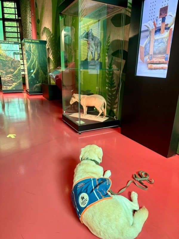 Im Vordergrund liegt ein Assistenzhund und schaut auf eine Vitrine im Hintergrund. Darin befindet sich eine Miniatur-Urzeitpferd.