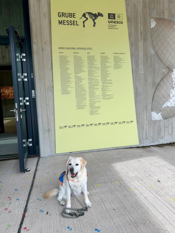 Ein heller Labrador mit Kenndecke sitzt vor einem großen gelben Plakat der Messelgrube