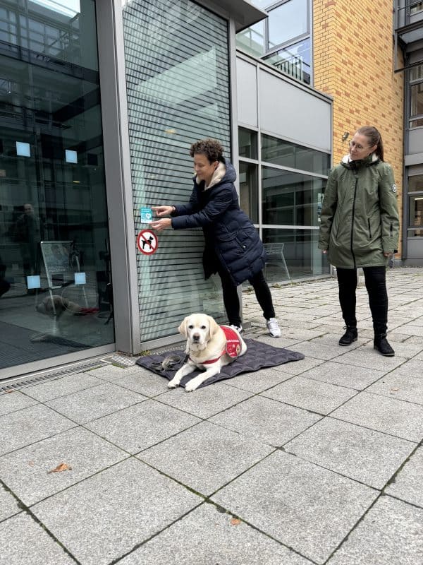 Man sieht eine typische Automatiktür aus Glas. Auf einer Decke davor liegt ein heller Assistenzhund mit roter Kenndecke. Frau Dr. Denninger, die Behindertenbeauftragte Potsdams, kleb den Aufkleber "Assistenzhund willkommen" an die Tür über das Hunderverbotesschild.