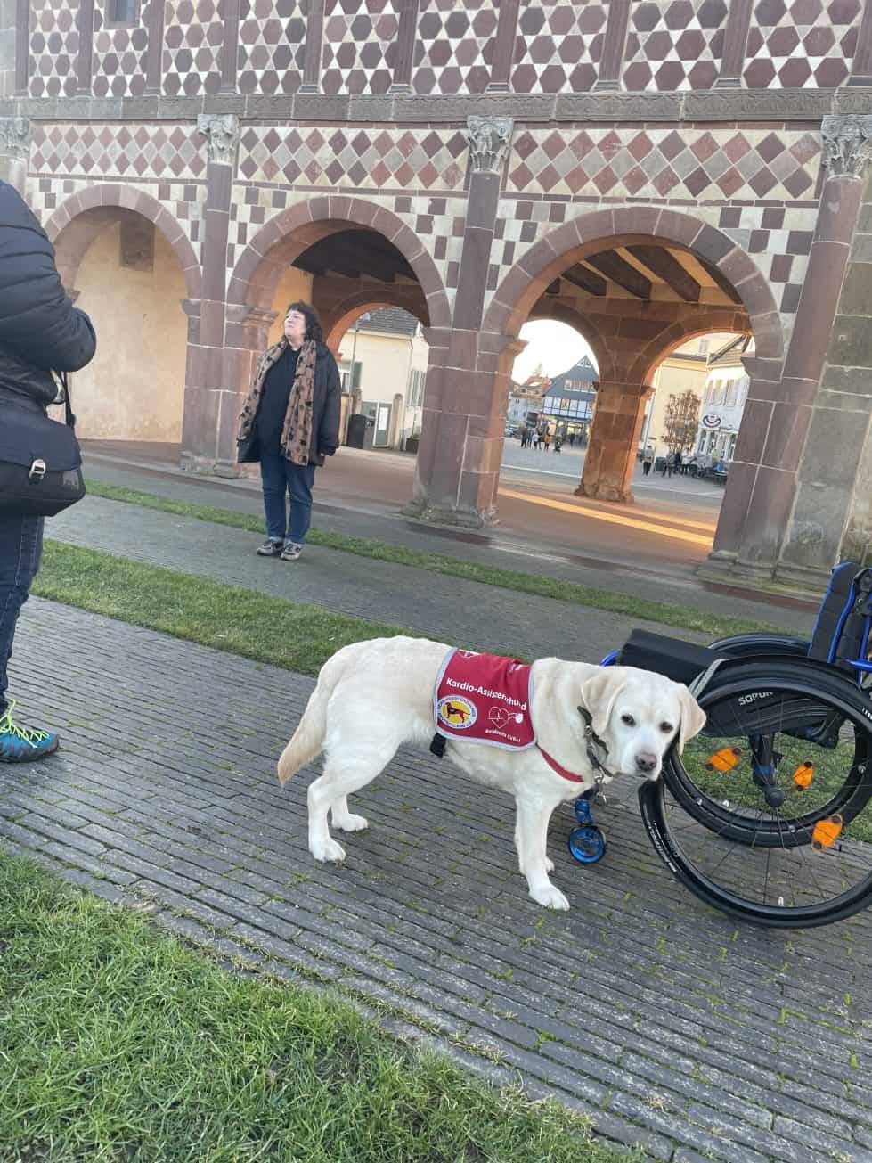 Rechts im Vordergrund ein heller Assistenzhund, der an einem Rolli steht. Im Hintergrund ist die Königshalle und davor steht eine Frau, die über die Geschichte des Klosters spricht.