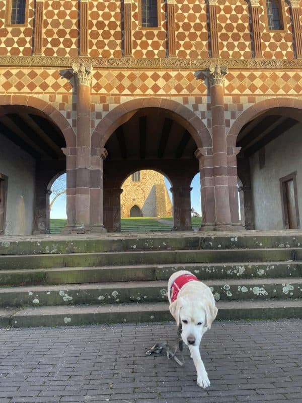 Man sieht die Rückseite der Königshalle mit einer kleinen Trappe davor. Mittig im Vordergrund läuft ein heller Assistenzhund auf die Kamera zu.